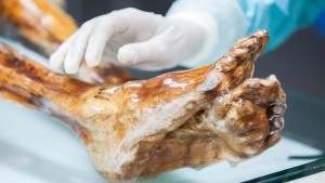 Ötzi'nin Mumyası: Antik Hücrelerin Canlılığı Üzerine Şaşırtıcı Bulgular