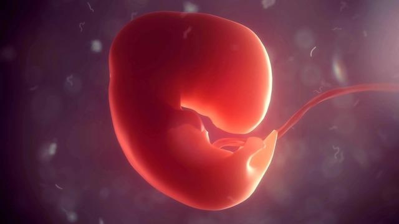 Çinli bilim insanları 14-21 günlük yapay insan embriyosu modeli geliştirdi