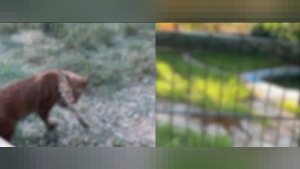 Hamzabeyli’de 2 vaşak ve 2 serval ele geçirildi, 127 bin 664 TL ceza