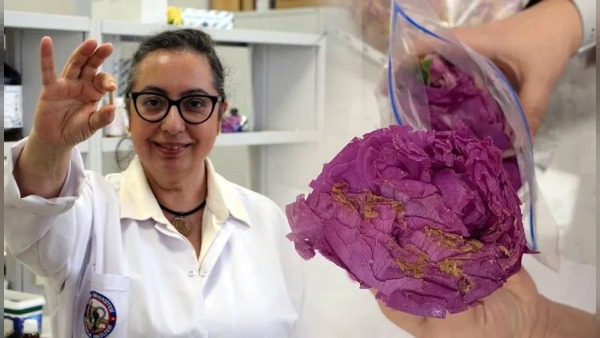 Isparta gülleri tablet formunda yutulabilir parfüme dönüştürüldü