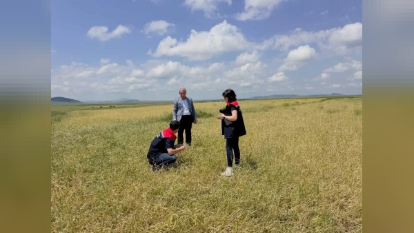 Kars’ta fırtına ve dolunun ardından tarımsal hasar tespiti başlatıldı