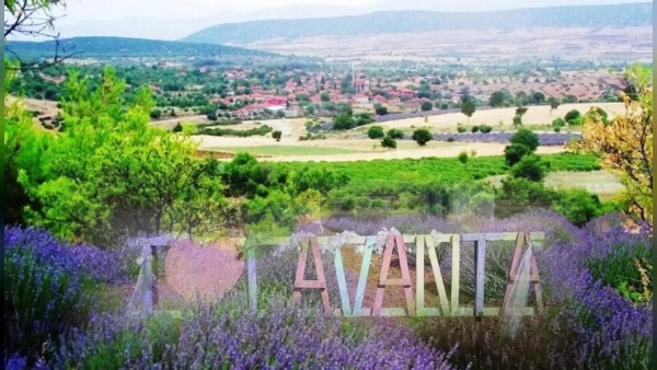 Keçiborlu Kuyucak’ta lavanta çiçekleri temmuz başında mora büründü