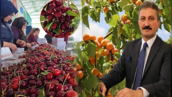 Batı Akdeniz’de haziranda yaş sebze-meyvede 80,5 milyon dolarlık ihracat