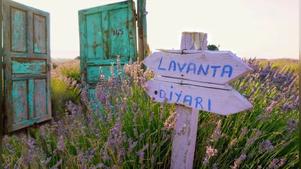 Isparta Kuyucak’ta yeni sezon lavanta bahçeleri ilk ziyaretçilerini ağırladı