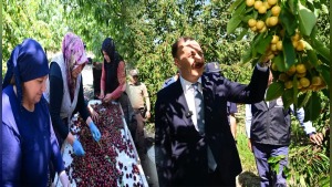 Uluborlu kirazında bereket: Vali Abdullah Erin “iki yıllık mahsul” dedi