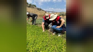 Kırıkkale’de tarım denetimi: Hastalık-zararlı kontrolleri ve numune analizi