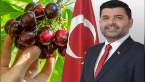 Dinar’da suluk kiraz alımı: Kilogram başına 28 TL ödeme