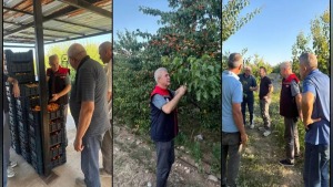 Yalvaç’ta kayısı hasadı Haziran’da başladı, Temmuz ayı sonu hedefleniyor