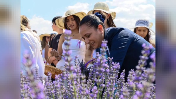Burdur’da Lavantepe’de lavanta hasadı: 2. Lavanta Hasat ve Sanat Günleri sona erdi