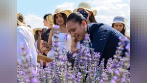 Burdur’da Lavantepe’de lavanta hasadı: 2. Lavanta Hasat ve Sanat Günleri sona erdi