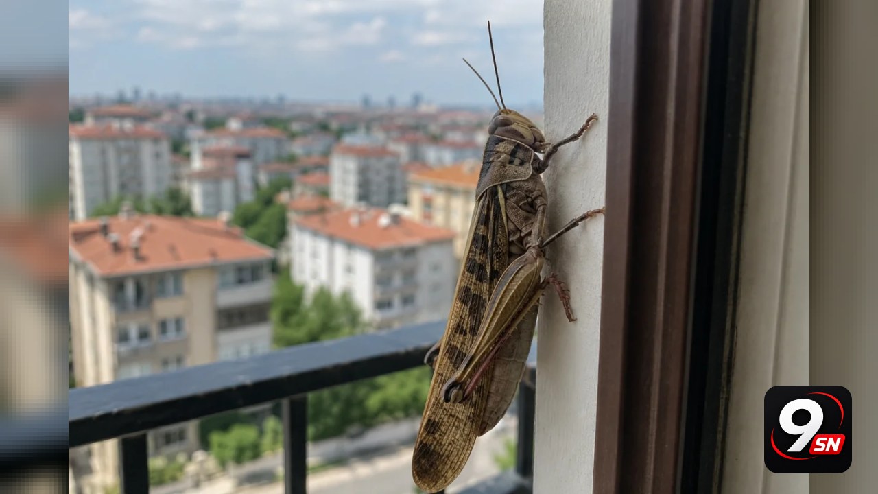 Trakya’da başlayan çekirge görüntüleri: İstanbul batı ve Kocaeli’ye sıçradı