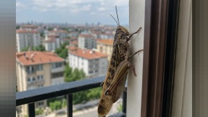 Trakya’da başlayan çekirge görüntüleri: İstanbul batı ve Kocaeli’ye sıçradı
