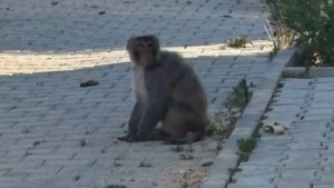 Antakya’da görülen maymun yakalandı: Sağlık kontrolü sonrası Tarsus’a sevk edilecek