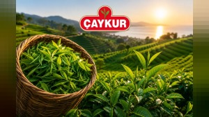 ÇAYKUR’dan yaş çay uyarısı: Benzinli motor kullananın üreticiliği askıya alınacak