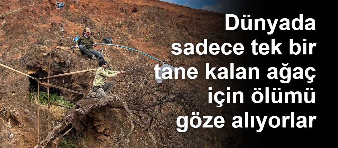 Robinson Crusoe Adası'ndaki Nadir Bitki İçin Hayati Kurtarma Operasyonu